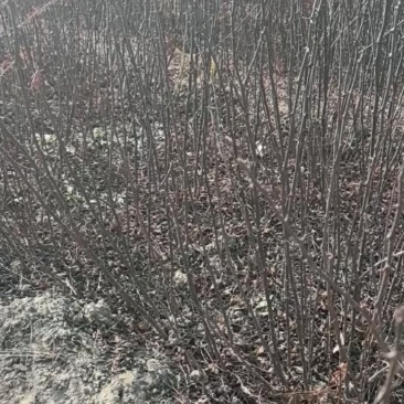 花椒苗一年大红袍花椒苗狮子花椒苗自产自销保湿邮寄