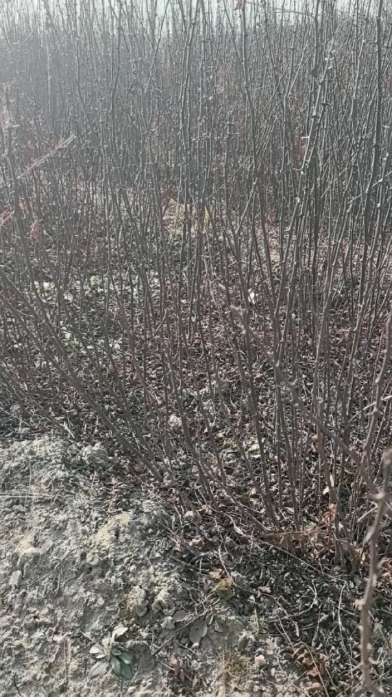 花椒苗一年大红袍花椒苗狮子花椒苗自产自销保湿邮寄