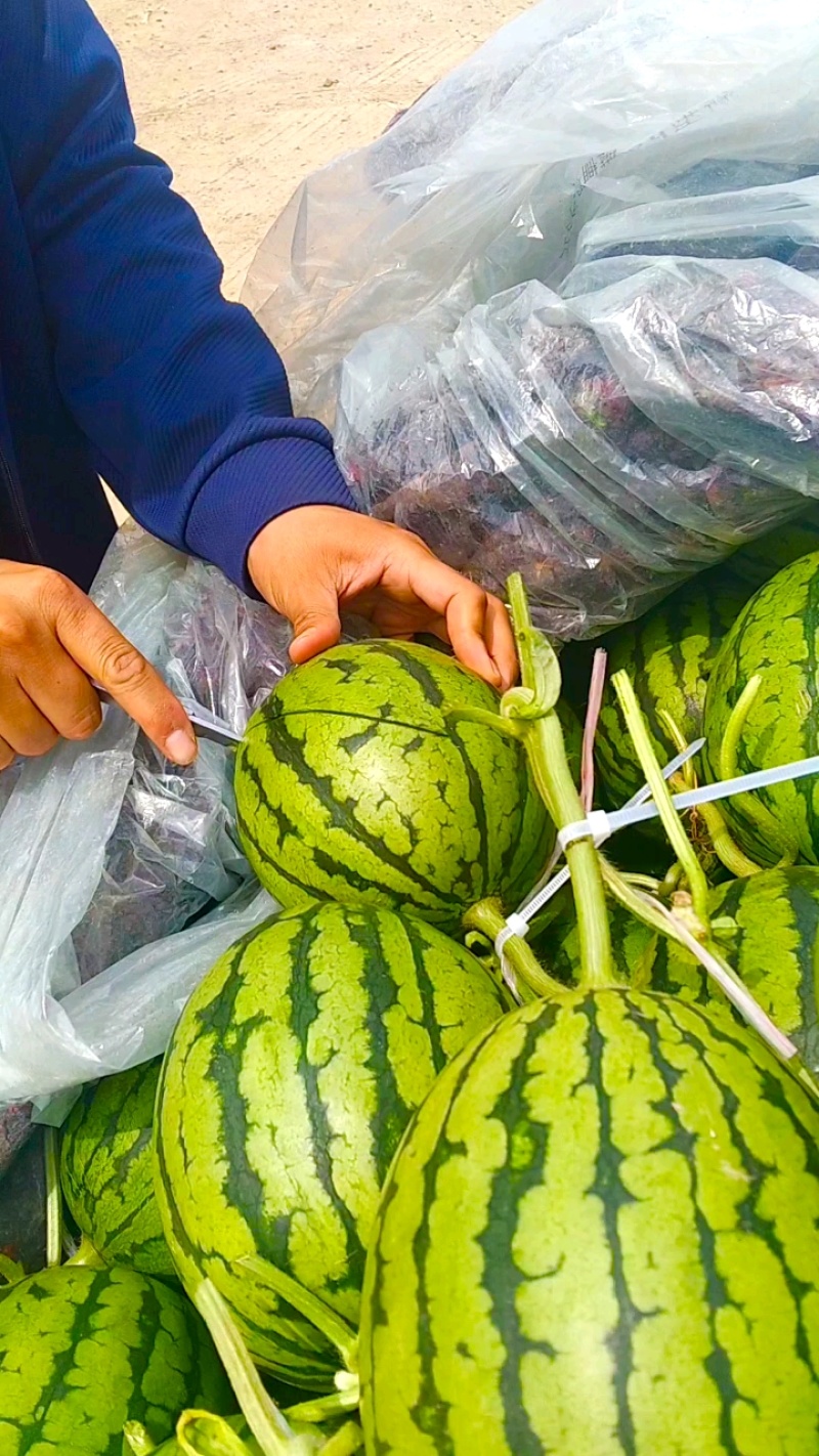 小糖丸西瓜全美2k西瓜小吊瓜大量上市，产地直发全国代发