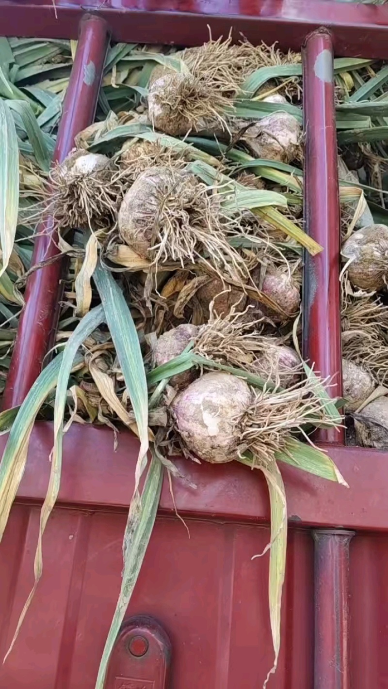 精品把蒜河南周口淮阳已大量上市，欢迎新老客户