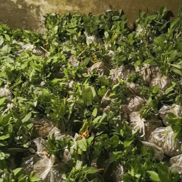 黄精黄精苗根茎保证质量欢迎大家前来咨询选购