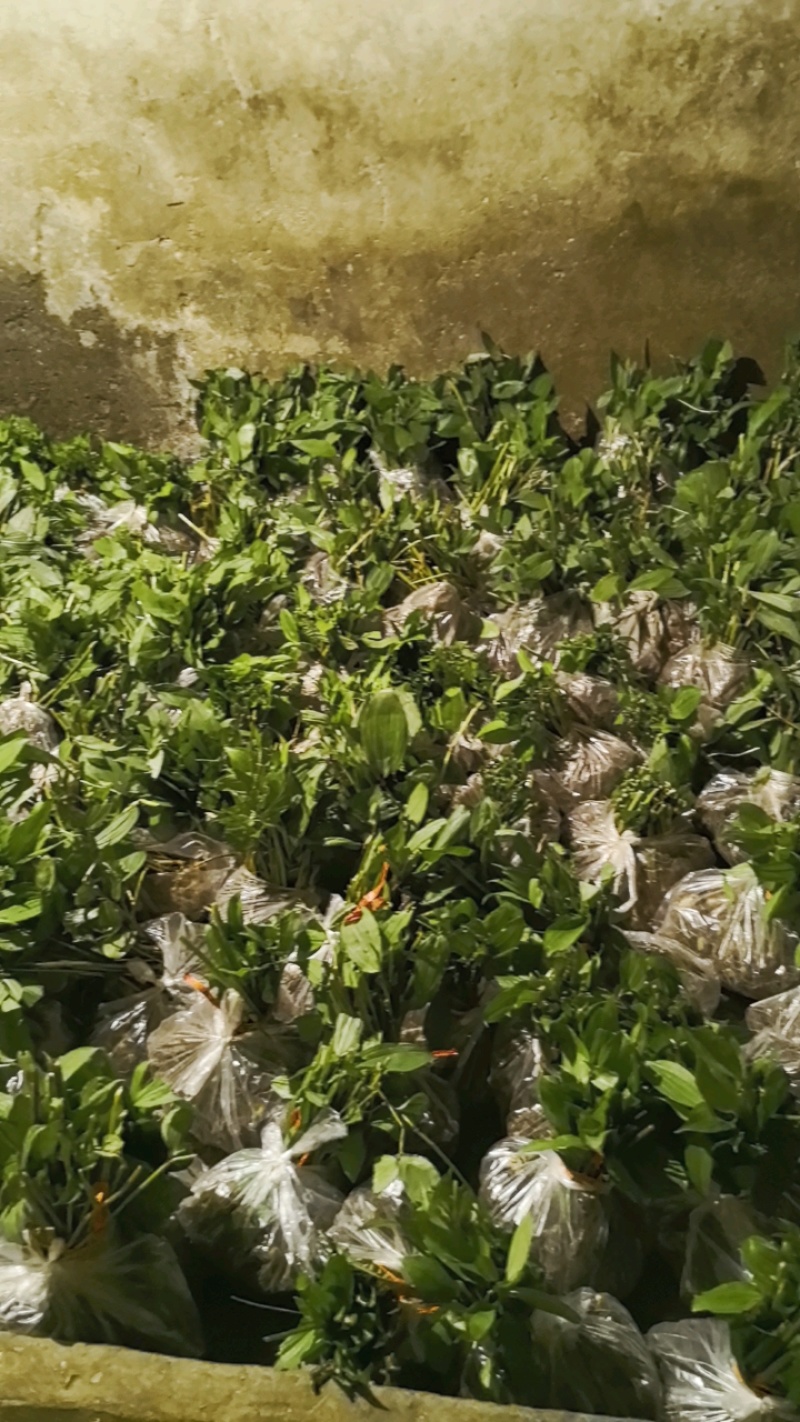 黄精黄精苗根茎保证质量欢迎大家前来咨询选购