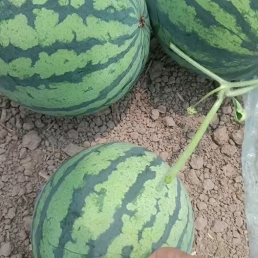圆盆直播苗，瓜心圆润，高温装货中。