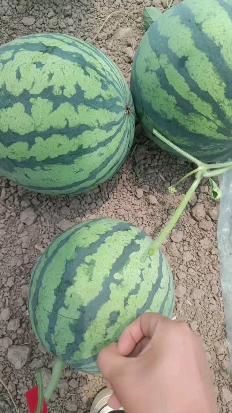 圆盆直播苗，瓜心圆润，高温装货中。