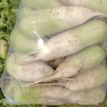 河南开封通许县菜花