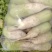 河南开封通许县菜花