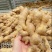 《生姜出口加工》精品生姜大黄姜水洗姜沙土姜风干姜市场货批
