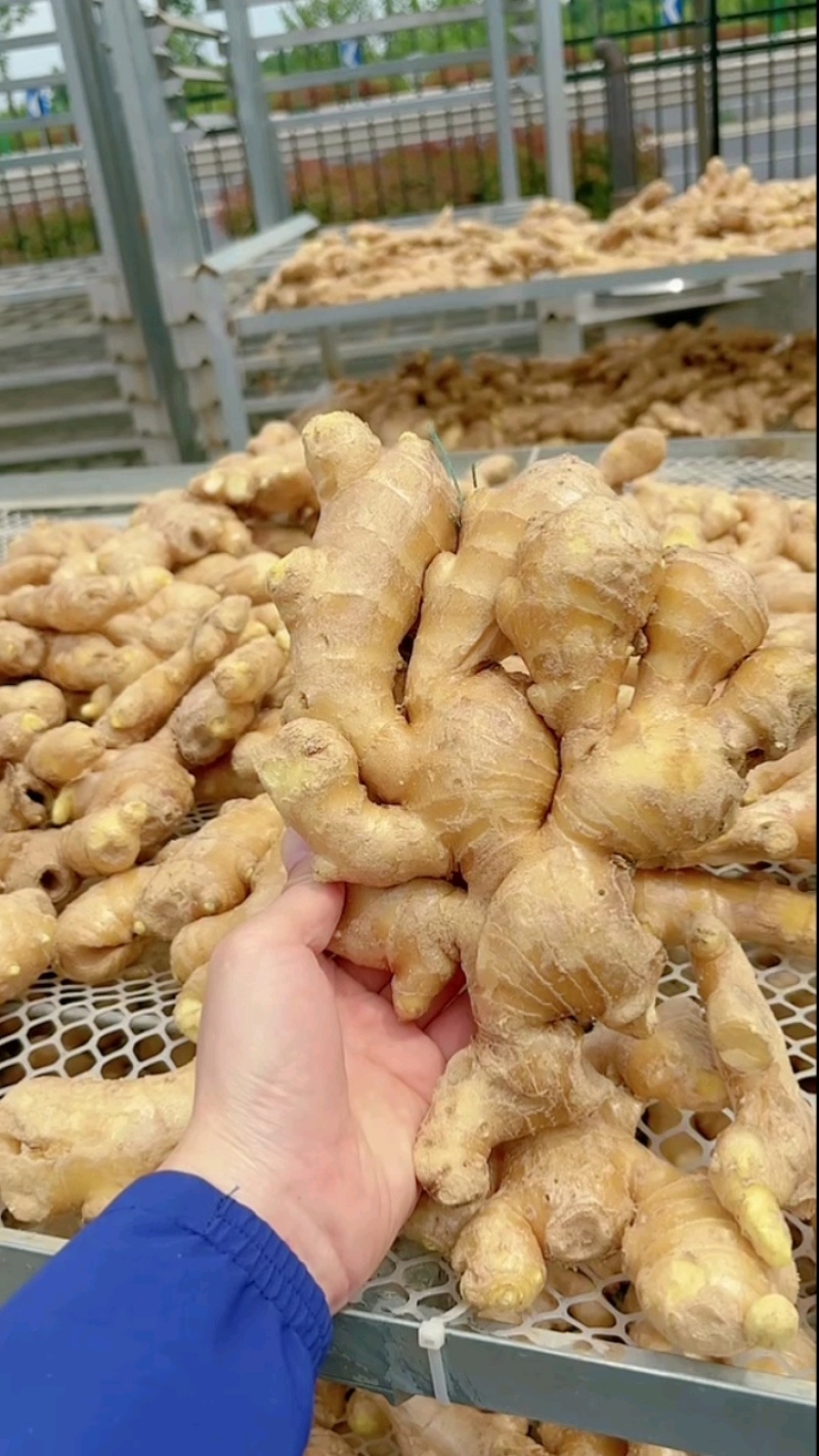 《生姜出口加工》精品生姜大黄姜水洗姜沙土姜风干姜市场货批
