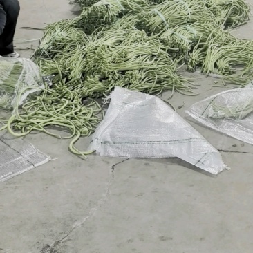 精品豆角基地直供安徽芜湖鸠江区农家自种现摘现发
