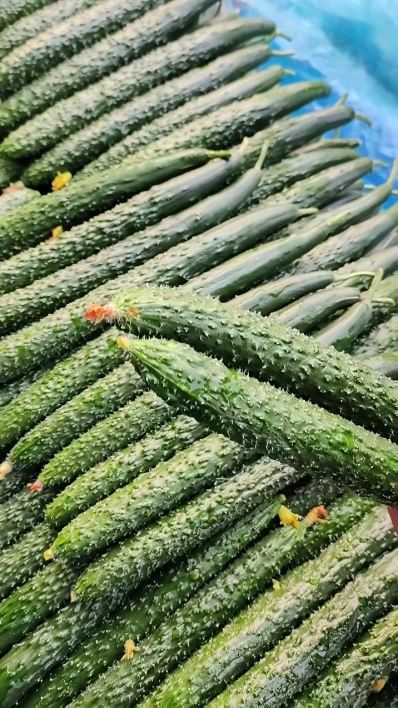 山东黄瓜，黄瓜大量上市，黄瓜，长黄瓜，露天大棚油亮黄瓜