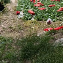 河北邯郸甘蓝大量有货，欢迎咨询实地看货代办一条龙服务
