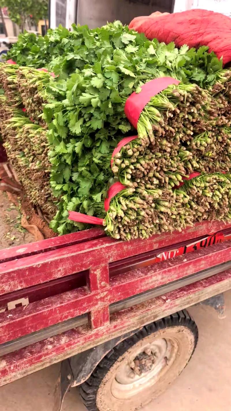 精品香菜，河北邯郸产地直发，全国发货，新鲜采摘量大从优