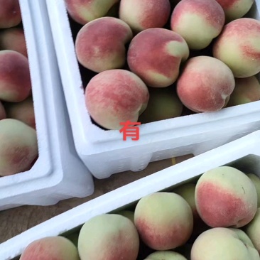 金太阳杏，黄河故道沙土培植，质优价廉！产地直发！对接电商