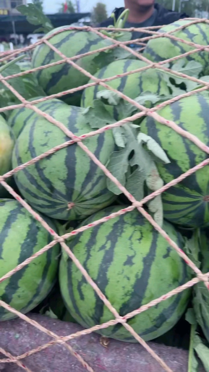 无籽美都西瓜711嘉年华麒麟西瓜商超电商供货代发全国