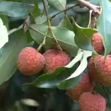 高州白糖罂荔枝产地直销现摘现发(整车发货)