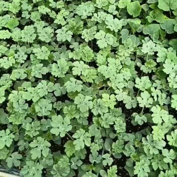 龙卷风西瓜苗红沙龙珍布思王中王嫁接西瓜苗美冠龙