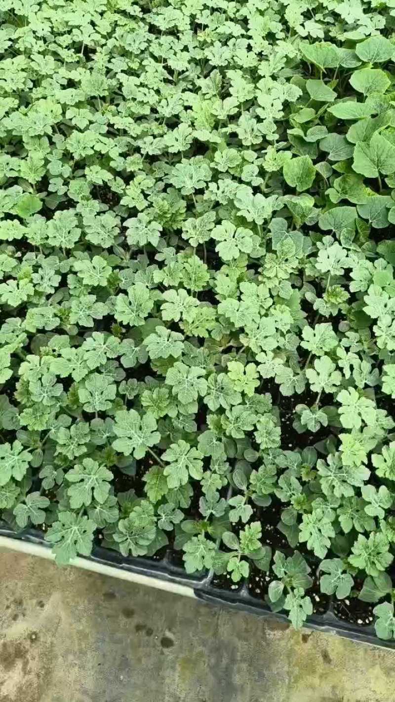 龙卷风西瓜苗红沙龙珍布思王中王嫁接西瓜苗美冠龙
