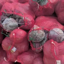 河北邯郸精品【紫甘蓝】大量上市中，欢迎全国客户咨询