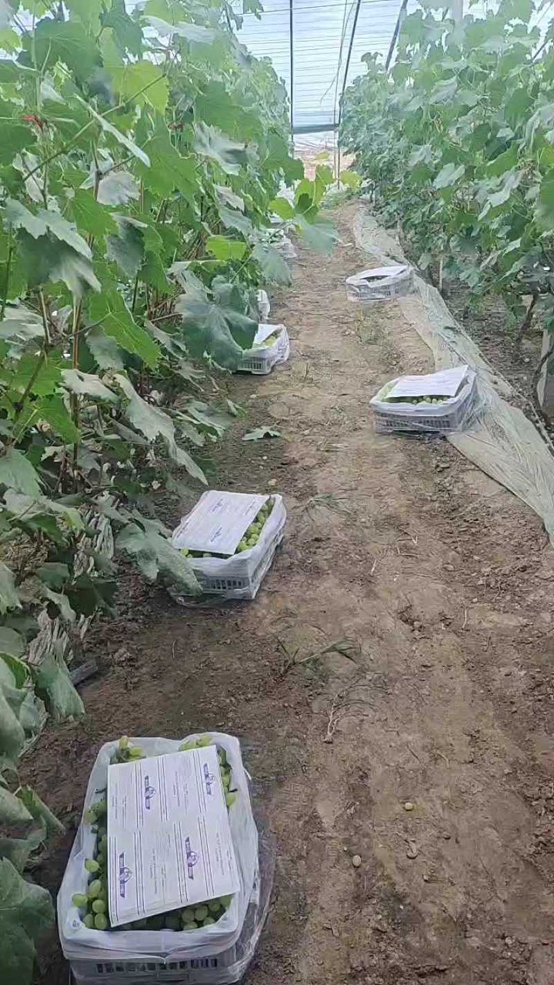 【维多利亚葡萄】河北葡萄青提河北维多利葡萄产地直发