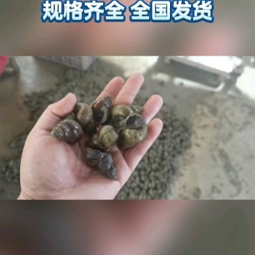 洪湖薄壳螺蛳12-1414-1616-1818以上