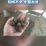 洪湖薄壳螺蛳12-1414-1616-1818以上