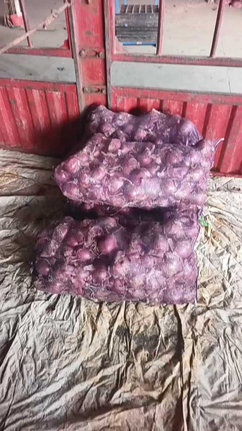 山东洋葱红皮洋葱基地直发一手货源量大从优实力保证全国发货