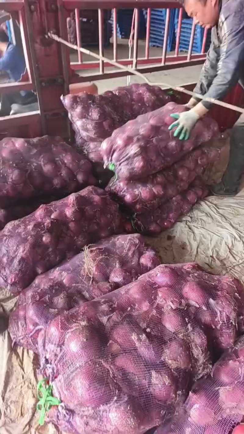 山东洋葱红皮洋葱基地直发一手货源量大从优实力保证全国发货