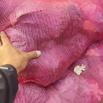 【基地种植】河北紫甘蓝/紫包菜/规格标准可供全国电商超市