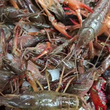 潜江优质鲜活小龙虾青虾，提供《小龙虾检疫报
