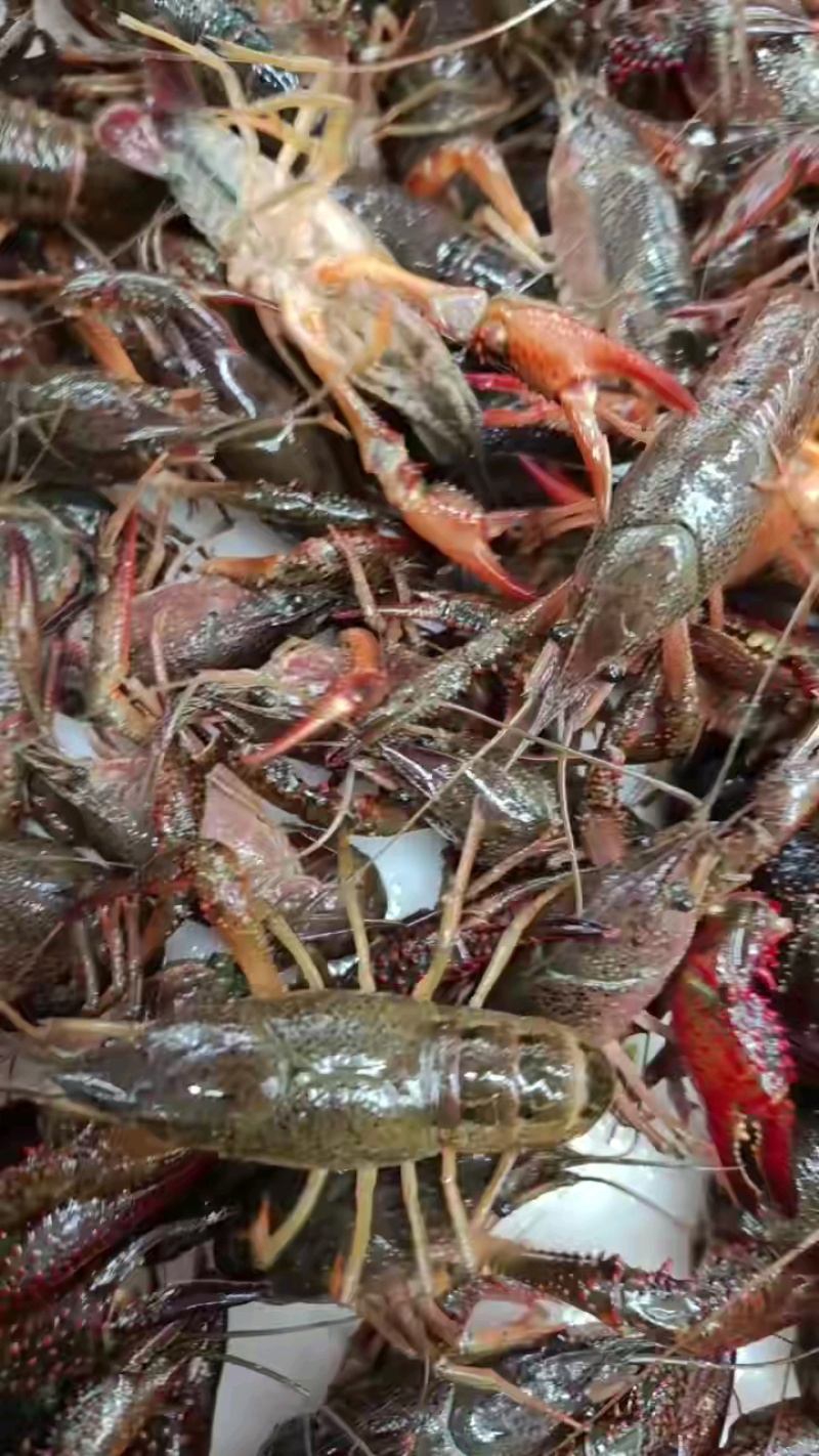 潜江优质鲜活小龙虾青虾，提供《小龙虾检疫报