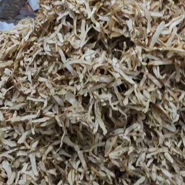 玉竹选片