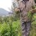 牛尾菜苗，牛尾蕨，龙须蕨，蕨菜种苗，基地供货，质量保证