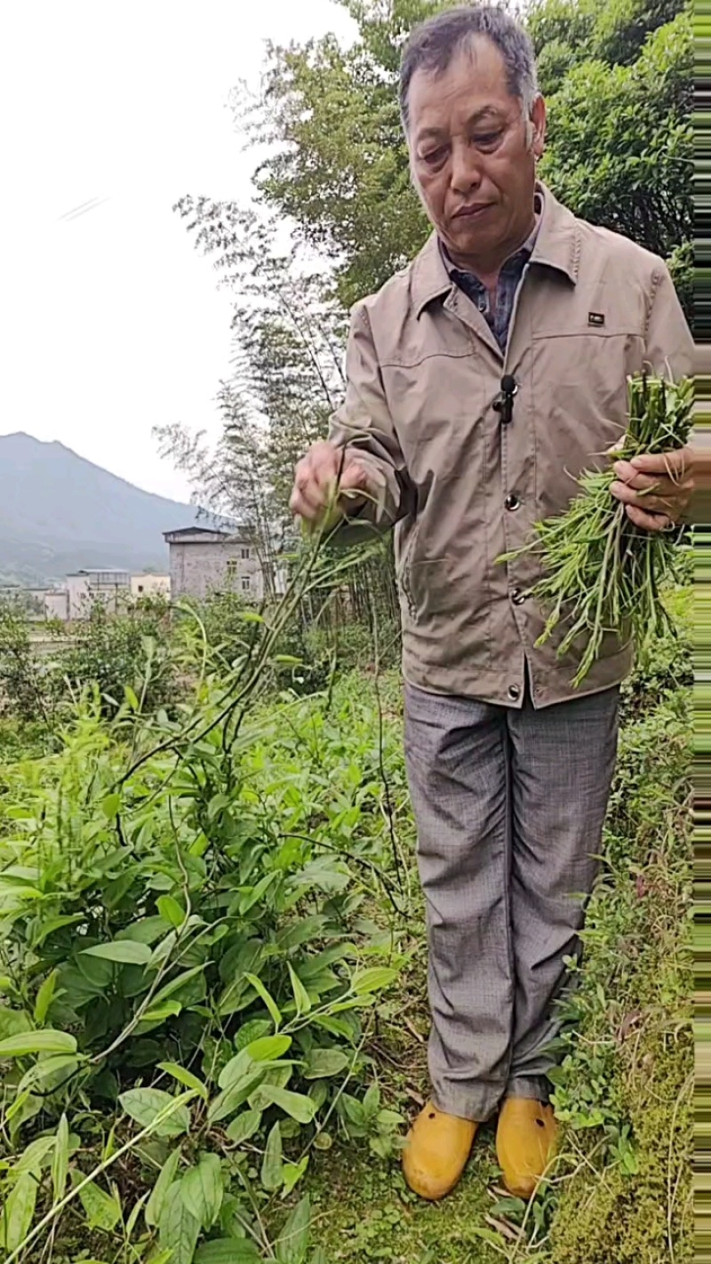 牛尾菜苗，牛尾蕨，龙须蕨，蕨菜种苗，基地供货，质量保证