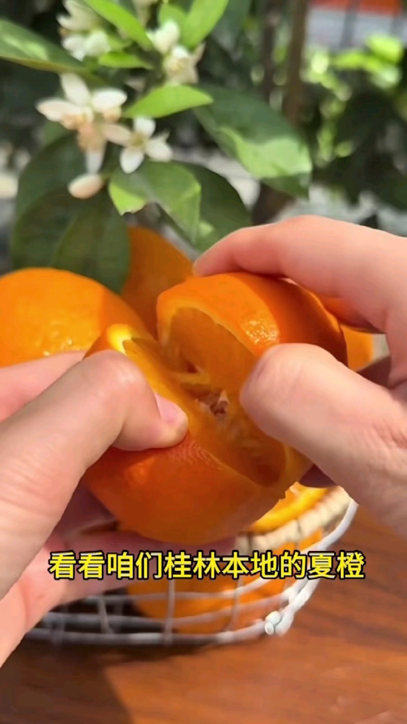 桂林夏橙现摘现发，十几元一箱，富含维C不上火！