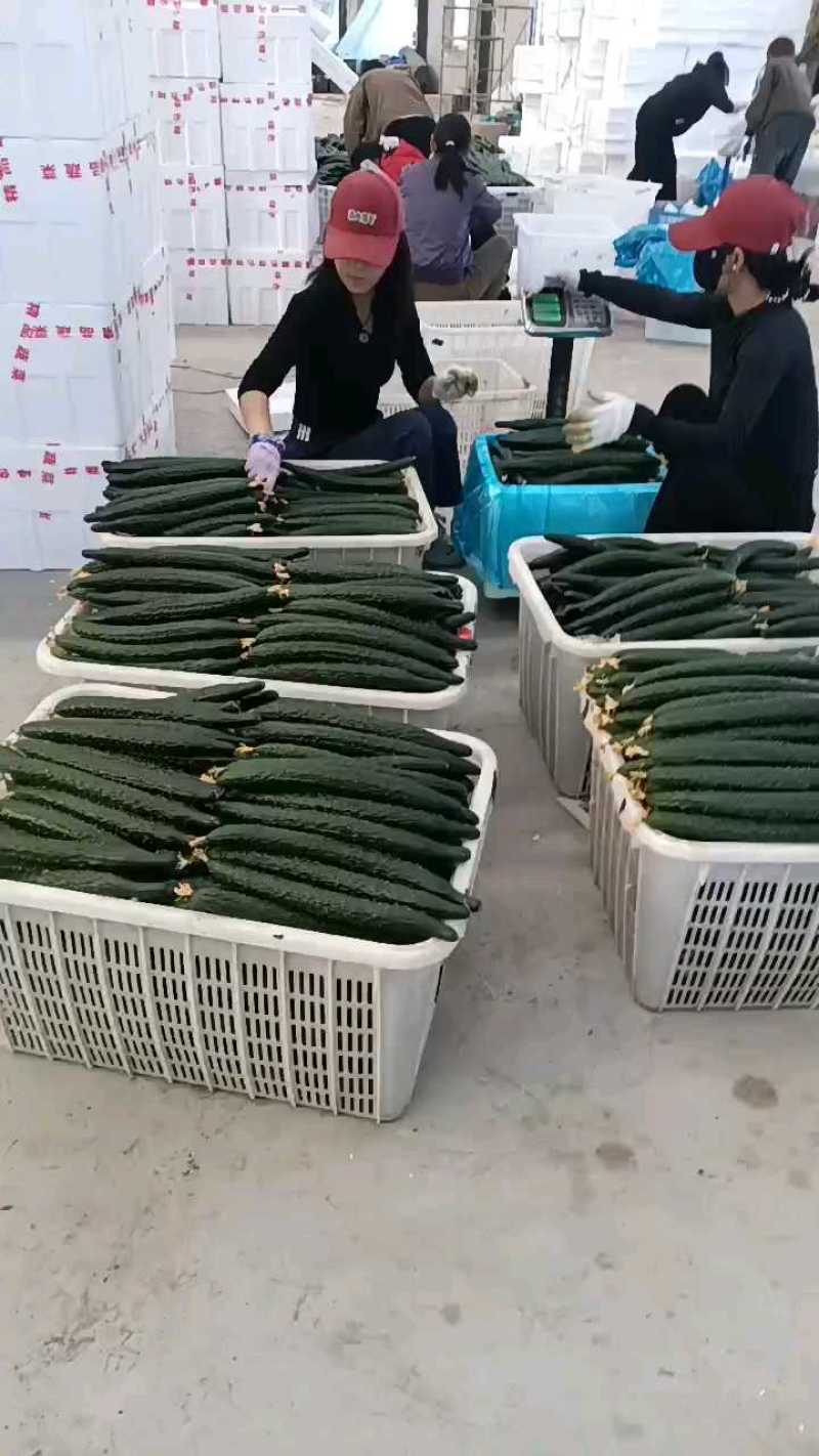 河南安阳黄瓜大量有货，打包中。