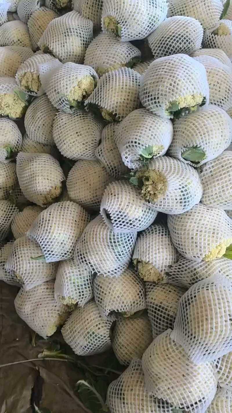 松花菜，散花，松花，有机菜花，咸阳有机花，陕西松花，三原