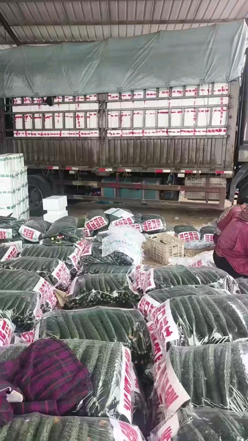 产地黄瓜量大，两车同时装货！