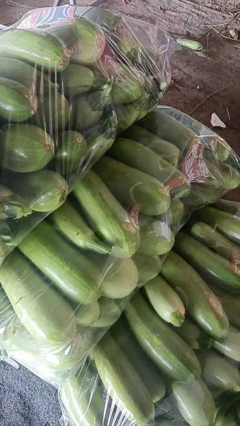 聊城油绿西葫芦，精品套网，两毛起！