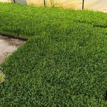豌豆苗圆叶豌豆苗圆叶豆苗大量供应可视频看货欢迎来电
