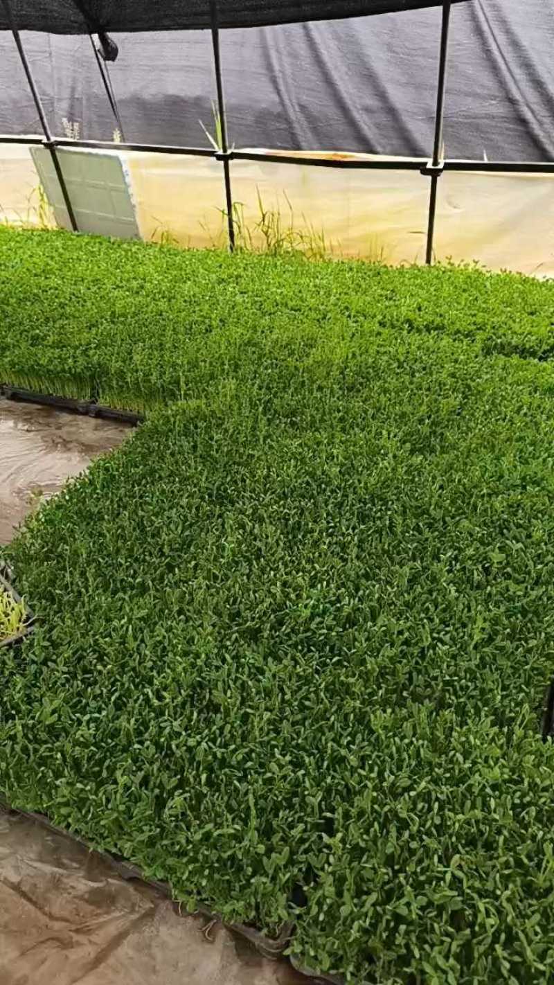 豌豆苗圆叶豌豆苗圆叶豆苗大量供应可视频看货欢迎来电