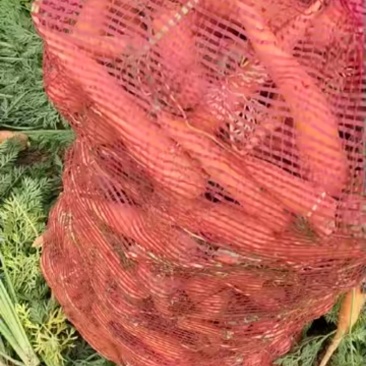 邯郸永年胡萝卜大量上市,好货供超市批发市场,价格合理对接