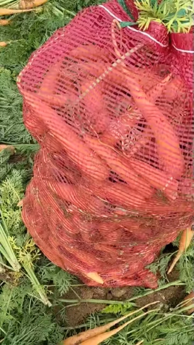 邯郸永年胡萝卜大量上市，好货供超市批发市场，价格合理对接