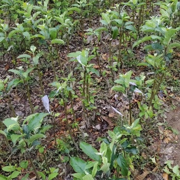 山东鲁丽苹果苗、月香（货源充足量大从优）现挖现发，质量好