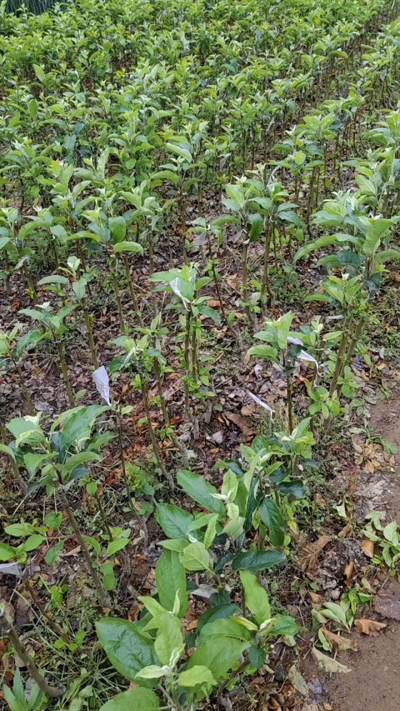 山东鲁丽苹果苗、月香（货源充足量大从优）现挖现发，质量好