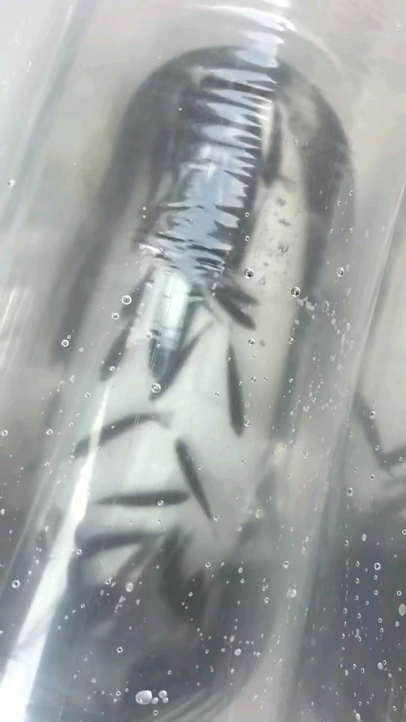 鲈鱼苗，训化加洲鲈鱼苗，大口黑鲈鱼苗，鲈鱼水花棕片