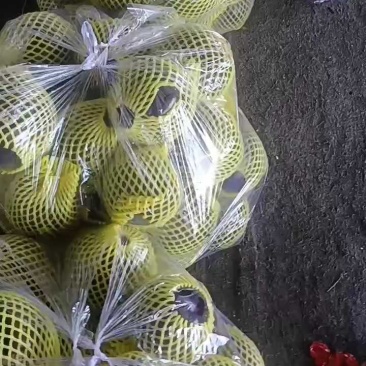 精品圆茄紫茄子货源充足量大从优质量保证对接全国欢迎咨询