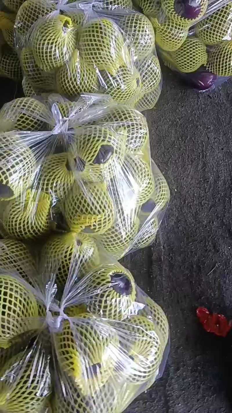 精品圆茄紫茄子货源充足量大从优质量保证对接全国欢迎咨询