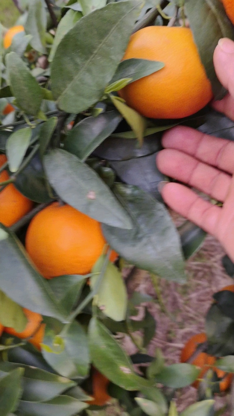 广西沃柑柑桔兴安沃柑产地直发皮薄多汁量大优惠