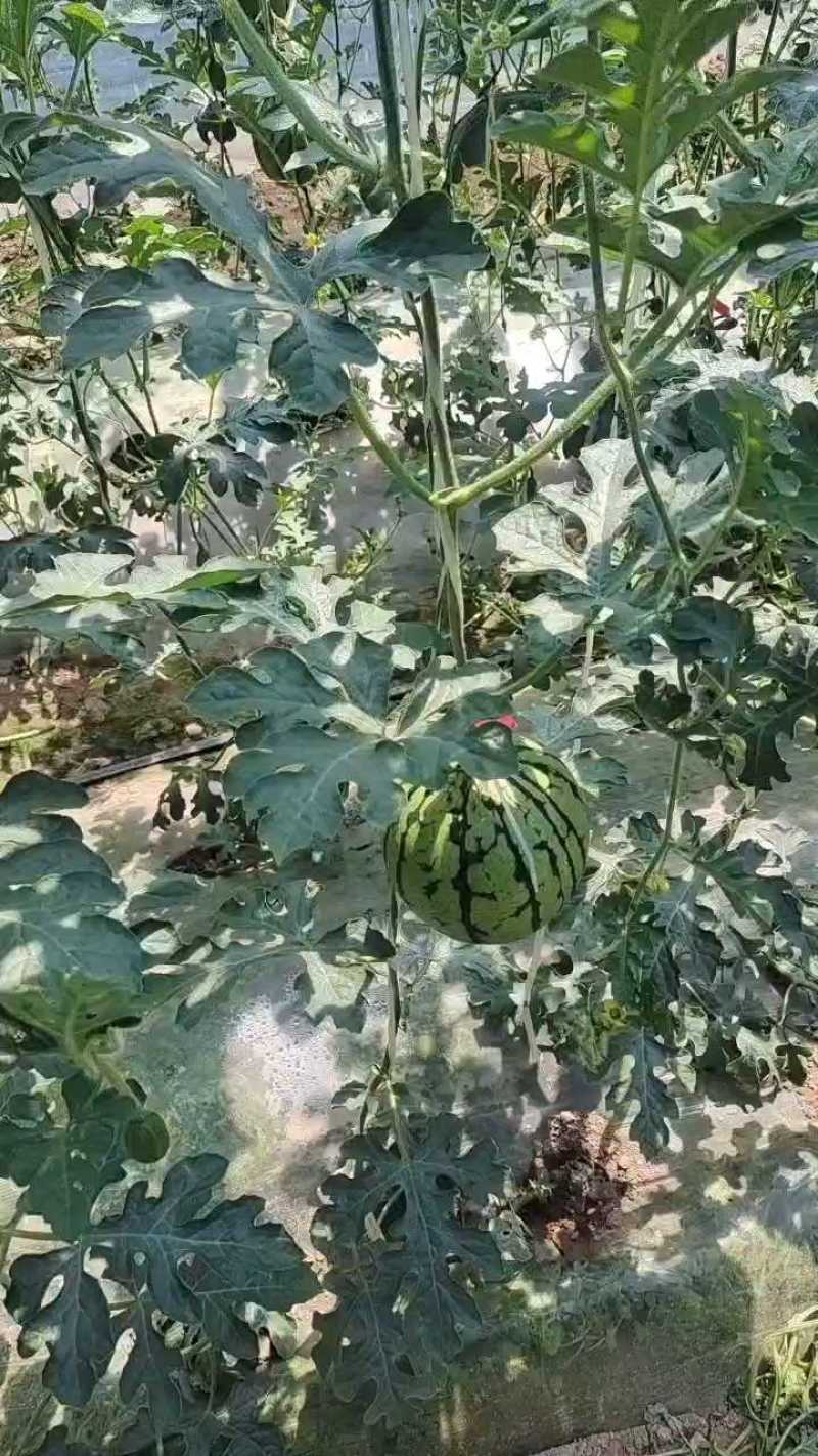 超甜吊兰西瓜供应，手剥西瓜大量供应，甜度高口感好