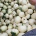 精品小白瓜，白沙蜜甜瓜，产地直供，保质保量，大量供应！